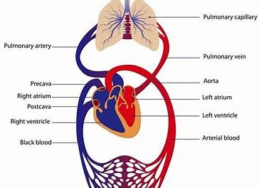 CB receptors in the CVS